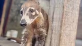 Fauna silvestre provoca pérdidas a avicultores en Tenabo