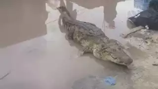 Vecinos salen a la calle para saludar a Spike, reptil de 2 metros que acude al puerto ocasionalmente