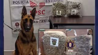 El olfato de ‘Rex' no falla: Binomio canino frustra envío de droga en paquetería de Campeche