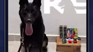 Mancí, el perro K9 que frustró el envío de vaporizadores con droga en Campeche