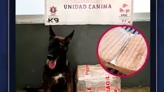 Decomisan 7.4 kilos de presunta marihuana en paquetería de Campeche gracias a un canino policía
