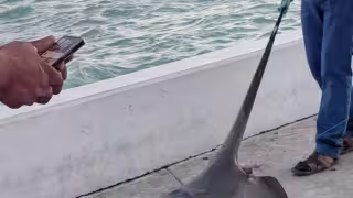 El hecho reavivó el debate sobre la pesca informal y la necesidad de mayor supervisión en la bahía de Chetumal