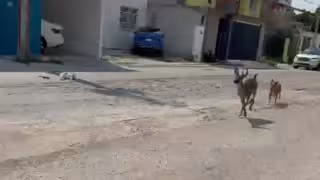 Urgen estudios científicos sobre población de venados en Laguna de Términos