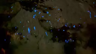   Captan bioluminiscencia en Progreso: estos son los mejores puntos en Yucatán para presenciarla   