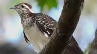  Cuclillo faisán, la misteriosa ave que habita en los montes de Yucatán y rara vez se deja ver  