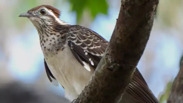 En lengua maya es conocido como  bakanchulu