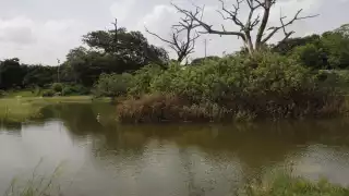 Cocodrilo ‘amenaza’ a visitantes del Parque Ecológico del Poniente de Mérida  