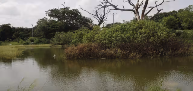 Se presume que se trata de un pequeño cocodrilo en el lago