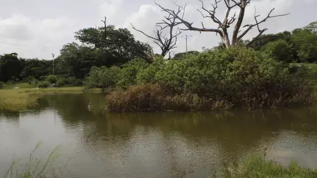 Se presume que se trata de un pequeño cocodrilo en el lago