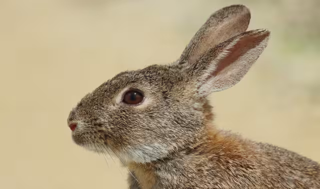 El Ayuntamiento de Mérida aclaró que los restos de un presunto gato hallados en la vía pública corresponden a un conejo