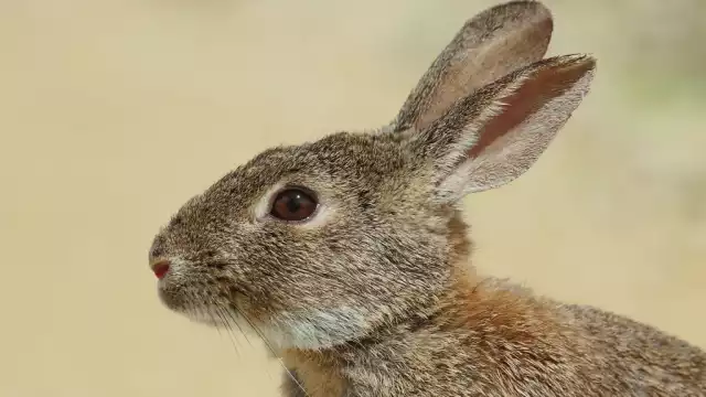 El Ayuntamiento de Mérida aclaró que los restos de un presunto gato hallados en la vía pública corresponden a un conejo