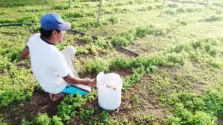 Sequía deja sin cultivos a los campesinos de Yucatán ante la falta de lluvias