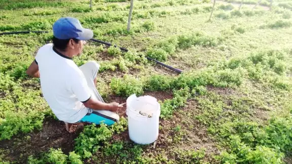 Pobladores viven una situación difícil debido al calor que evita que los cultivos crezcan adecuadamente Pobladores viven una situación difícil debido al calor que evita que los cultivos crezcan adecuadamente