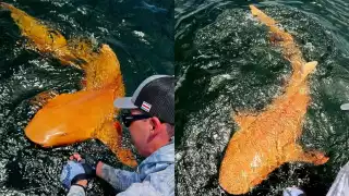 Se informó que esta condición no representa una dificultad para la supervivencia del tiburón