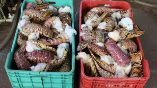 Captura de langosta en Yucatán dejaría ganancias hasta por 300 mdp