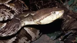 El hombre al encontrarse solo en ese momento, demoró un poco en pedir auxilio.