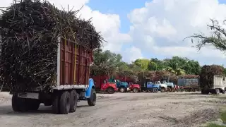 12 mil hectáreas en toda la zona hanimpactando en la cantidad y calidad de extracción de azúcar de la vara dulce