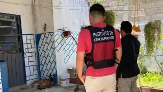 Dueño de un puesto de comida le arroja agua hirviendo a un perro en Motul