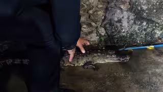 El cocodrilo fue atrapado por policías de Izamal