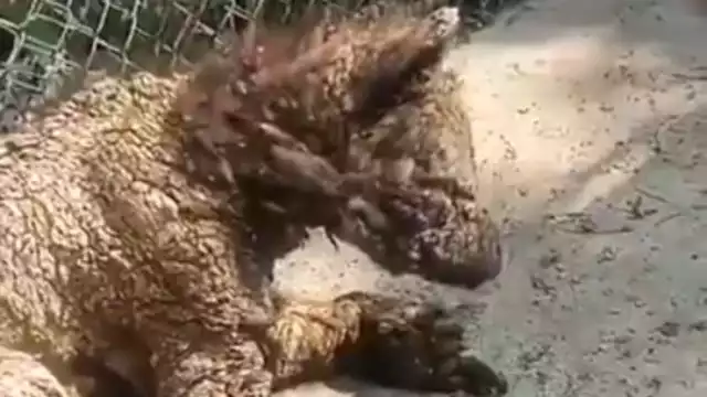 En la grabación es notable que la osa bebé ha tenido un mal cautiverio y está inmunosuprimida o con defensas bajas por desnutrición