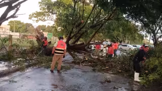 Lluvias de julio derriban 50 árboles en Campeche; algunos aplastaron vehículos y provocaron apagones