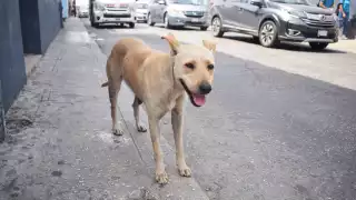 En Yucatán se han registrado 141 ataques: 124 por caninos; ningún caso de rabia.