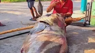 Pescadores de Tabasco logran capturar a una cherna gigante de 290 kilos   