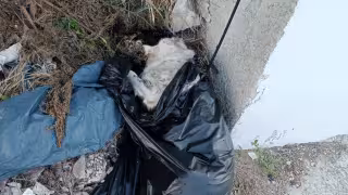 Vecinos de Pacto Obrero se indignan por cadáver de perro tirado en vía pública de Chetumal