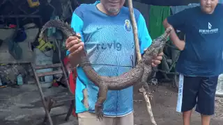 Atrapan a un cocodrilo luego de comerse las gallinas de un abuelito en Espita