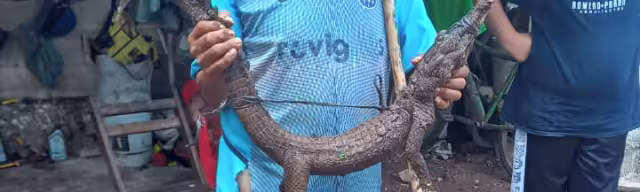 El lagarto ingresaba al gallinero a comerse a las aves
