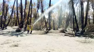 Permanecen activos tres siniestros forestales en el estado: “Santa Melva”, en Lázaro Cárdenas; “La Selva”, Puerto Morelos y “El Kitanche”, Tulum