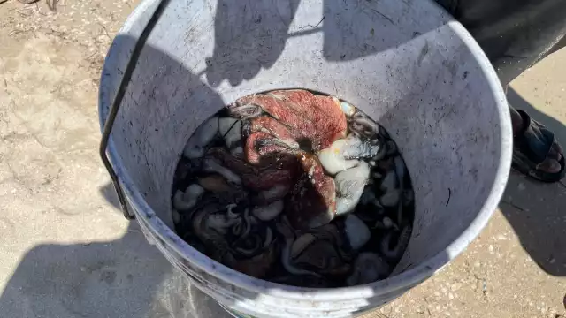 Se ha advertido por marea roja en la costa yucateca
