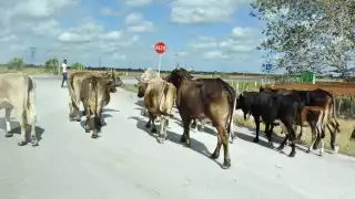 Los ganaderos de Quintana Roo saben que si detectan algún animal con una herida que tenga las características de la enfermedad, deben avisar al Senasica