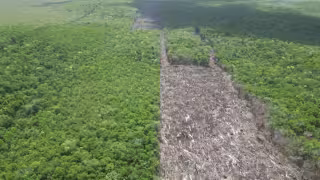 La agroindustria del limón y la expansión agrícola sin control devastan la cobertura forestal de Tekax