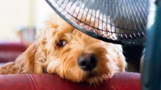 El estado de Campeche enfrenta temperaturas extremas de hasta 45°C, afectando tanto a las personas como a las mascotas.