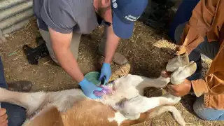 Incrementan Casos de Gusano Barrenador; Ganaderos de Campeche en Emergencia