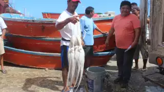 La Secretaría de Agricultura y Desarrollo Rural, a través de Conapesca, autorizó la ampliación de la temporada de captura de pulpo hasta el 31 de diciembre