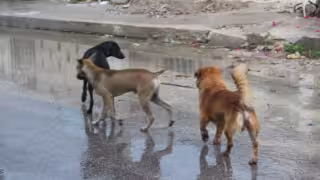 Habitantes de Paraíso y Flamboyanes piden frenar abandono de mascotas en carreteras