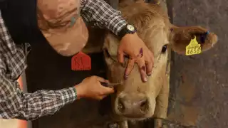 En la primera semana del 2026 confirman 116 contagios activos en la Península; 8 son de Campeche