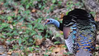 Avistan pavos ocelados en libertad en zona selvática de Tulum