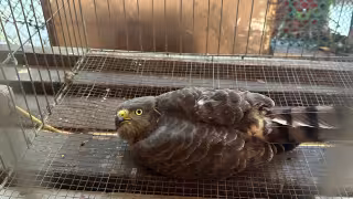 El ave fue localizada en el patio de una vivienda cerca del Panteón Colonia.