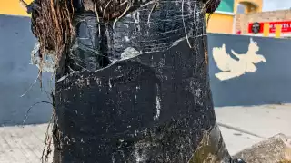 Un árbol que levanta banquetas, pero también protege la naturaleza