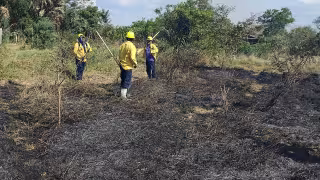 Incendios en áreas naturales afectan fauna y ecosistema