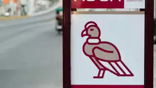 El Ko’ox comenzará a operar en enero de 2025, tras la instalación de los paraderos en la ciudad