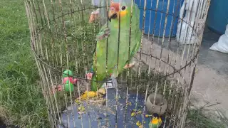 Desconocidos robaron una lora hembra llamada Luna de una casa en la colonia Unidad Esfuerzo y Trabajo 2