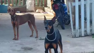 Inseguridad también alcanza a las mascotas: desaparece dóberman