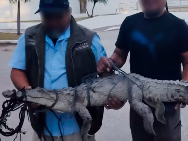 La PROFEPA rescató un cocodrilo de pantano amarrado y con lesiones en el muelle “7 de Agosto” de San Francisco de Campeche