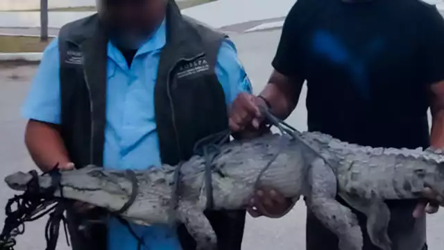 La PROFEPA rescató un cocodrilo de pantano amarrado y con lesiones en el muelle “7 de Agosto” de San Francisco de Campeche