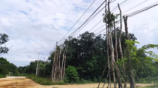 Troncos de árboles sostienen infinidad de cables que se caen a la terracería cuando hay precipitaciones fuertes