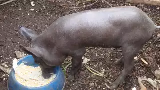 Cerdo pelón mexicano: Un símbolo de la cultura yucateca que podría desaparecer
